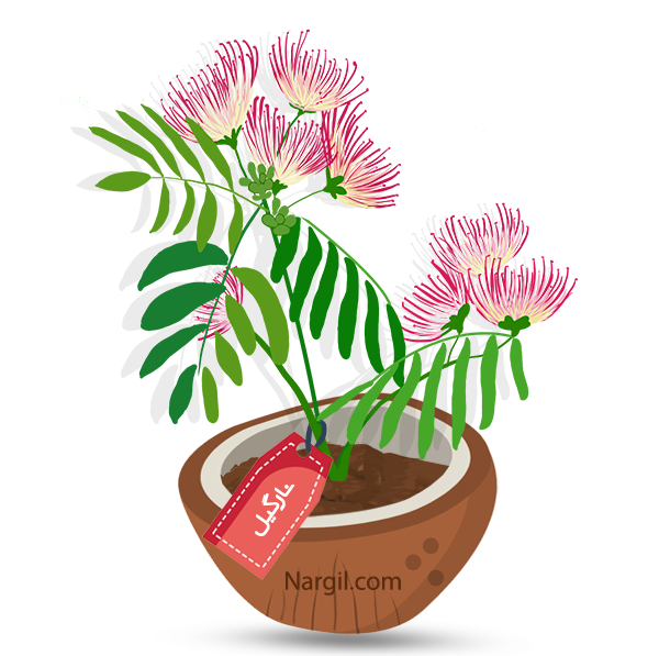  Nargil - persian  silk tree